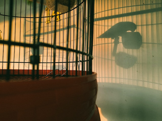 Finch and Daughter