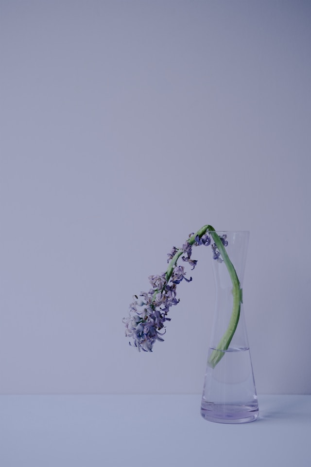 in bloom